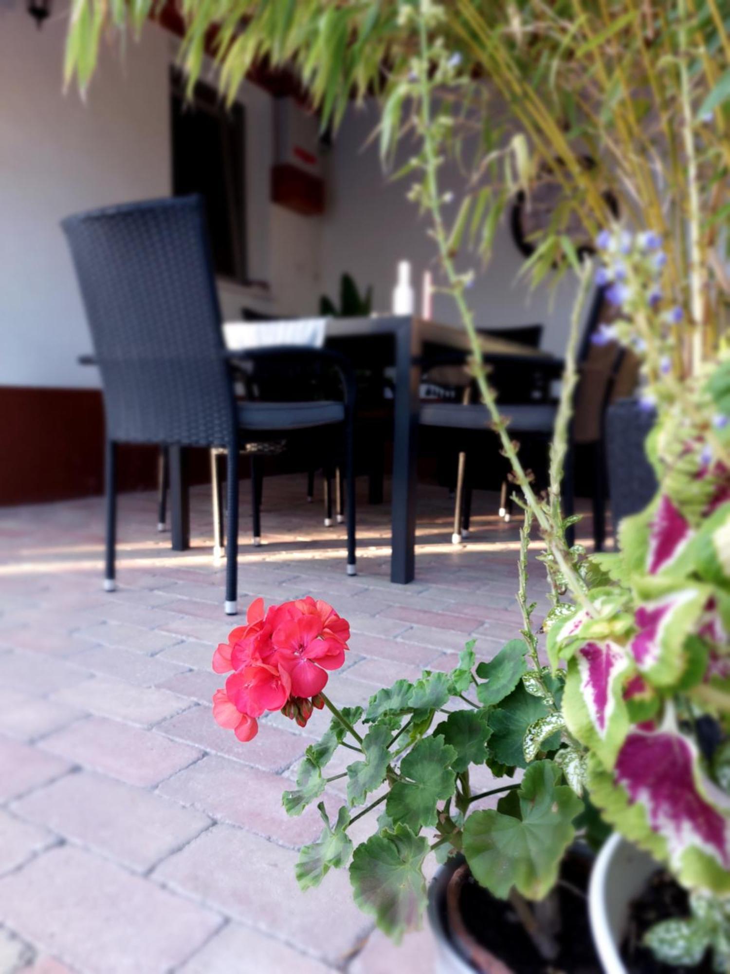 Apartament Tulipan Vendeghaz *